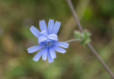 Bulanık bir arkaplanda güzel hindiba çiçeği yakın plan