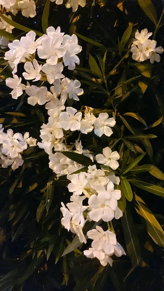 マドリードに薄いピンクの花を持つオレンダー植物 — ストック写真