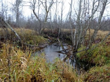  Devrilmiş ağaçları ve bir sürü kayaları olan küçük vahşi bir nehir. Sonbaharda küçük bir alabalık nehri.                              