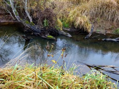 Devrilmiş ağaçları ve bir sürü kayaları olan küçük vahşi bir nehir. Sonbaharda küçük bir alabalık nehri.                              