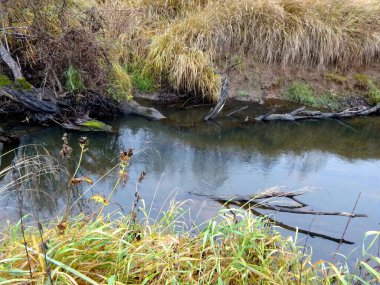  Devrilmiş ağaçları ve bir sürü kayaları olan küçük vahşi bir nehir. Sonbaharda küçük bir alabalık nehri.                              