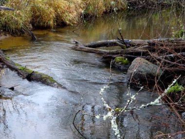  Devrilmiş ağaçları ve bir sürü kayaları olan küçük vahşi bir nehir. Sonbaharda küçük bir alabalık nehri.                              