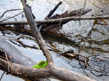  Devrilmiş ağaçları ve bir sürü kayaları olan küçük vahşi bir nehir. Sonbaharda küçük bir alabalık nehri.                              