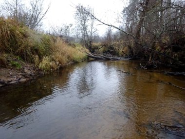  Devrilmiş ağaçları ve bir sürü kayaları olan küçük vahşi bir nehir. Sonbaharda küçük bir alabalık nehri.                              