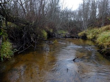  Devrilmiş ağaçları ve bir sürü kayaları olan küçük vahşi bir nehir. Sonbaharda küçük bir alabalık nehri.                              