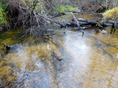  Devrilmiş ağaçları ve bir sürü kayaları olan küçük vahşi bir nehir. Sonbaharda küçük bir alabalık nehri.                              