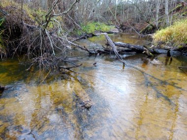  Devrilmiş ağaçları ve bir sürü kayaları olan küçük vahşi bir nehir. Sonbaharda küçük bir alabalık nehri.                              