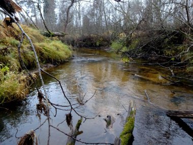  Devrilmiş ağaçları ve bir sürü kayaları olan küçük vahşi bir nehir. Sonbaharda küçük bir alabalık nehri.                              