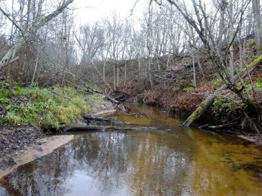  Devrilmiş ağaçları ve bir sürü kayaları olan küçük vahşi bir nehir. Sonbaharda küçük bir alabalık nehri.                              