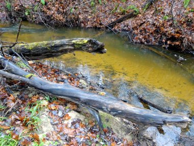  Devrilmiş ağaçları ve bir sürü kayaları olan küçük vahşi bir nehir. Sonbaharda küçük bir alabalık nehri.                              