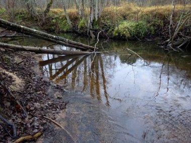  Devrilmiş ağaçları ve bir sürü kayaları olan küçük vahşi bir nehir. Sonbaharda küçük bir alabalık nehri.                              