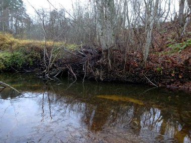 Devrilmiş ağaçları ve bir sürü kayaları olan küçük vahşi bir nehir. Sonbaharda küçük bir alabalık nehri.                              