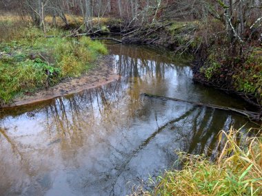  Devrilmiş ağaçları ve bir sürü kayaları olan küçük vahşi bir nehir. Sonbaharda küçük bir alabalık nehri.                              