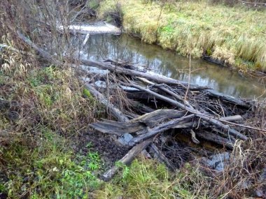  Devrilmiş ağaçları ve bir sürü kayaları olan küçük vahşi bir nehir. Sonbaharda küçük bir alabalık nehri.                              