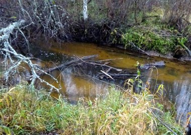  Devrilmiş ağaçları ve bir sürü kayaları olan küçük vahşi bir nehir. Sonbaharda küçük bir alabalık nehri.                              