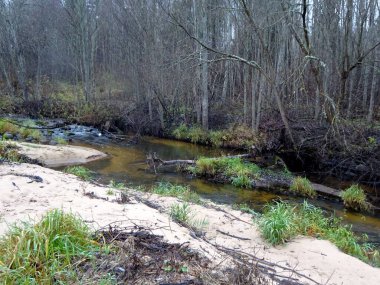  Devrilmiş ağaçları ve bir sürü kayaları olan küçük vahşi bir nehir. Sonbaharda küçük bir alabalık nehri.                              