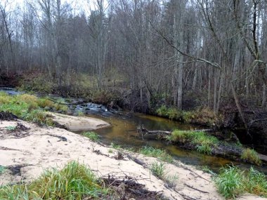  Devrilmiş ağaçları ve bir sürü kayaları olan küçük vahşi bir nehir. Sonbaharda küçük bir alabalık nehri.                              