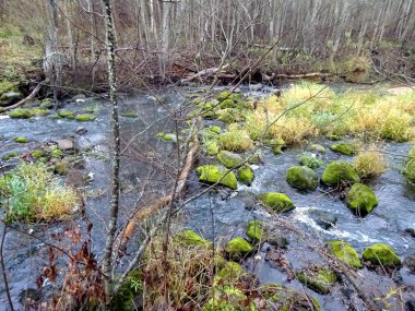  Devrilmiş ağaçları ve bir sürü kayaları olan küçük vahşi bir nehir. Sonbaharda küçük bir alabalık nehri.                              