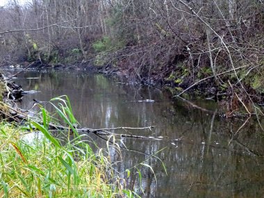  Devrilmiş ağaçları ve bir sürü kayaları olan küçük vahşi bir nehir. Sonbaharda küçük bir alabalık nehri.                              
