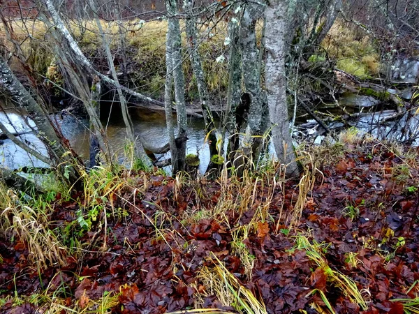 Pequeno Rio Selvagem Com Árvores Caídas Muitas Rochas Pequeno Rio — Fotografia de Stock