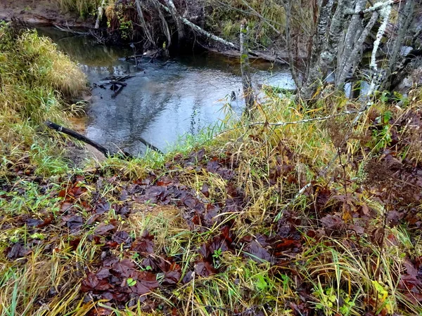 Ein Wilder Kleiner Fluss Mit Umgestürzten Bäumen Und Vielen Steinen — Stockfoto