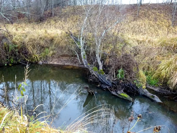倒木や岩がたくさんある野生の小さな川 秋の小さなマス川 — ストック写真