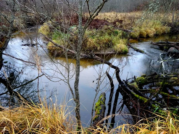 倒木や岩がたくさんある野生の小さな川 秋の小さなマス川 — ストック写真