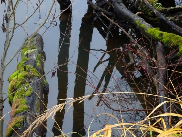 Dzika Rzeka Opadłymi Drzewami Mnóstwem Kamieni Mała Rzeka Pstrąga Jesienią — Zdjęcie stockowe