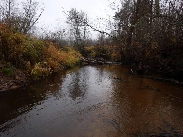 一条野生的小河 有倒下的树和大量的岩石 秋天的一条小鳟鱼河 — 图库照片