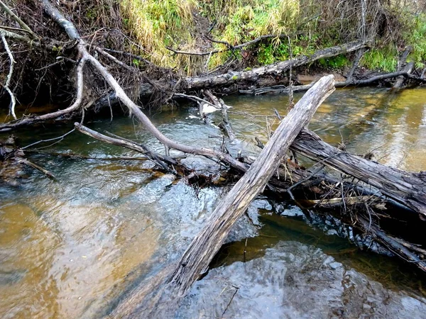 Pequeno Rio Selvagem Com Árvores Caídas Muitas Rochas Pequeno Rio — Fotografia de Stock