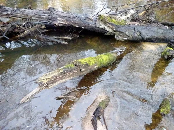 Une Petite Rivière Sauvage Avec Des Arbres Tombés Beaucoup Rochers — Photo