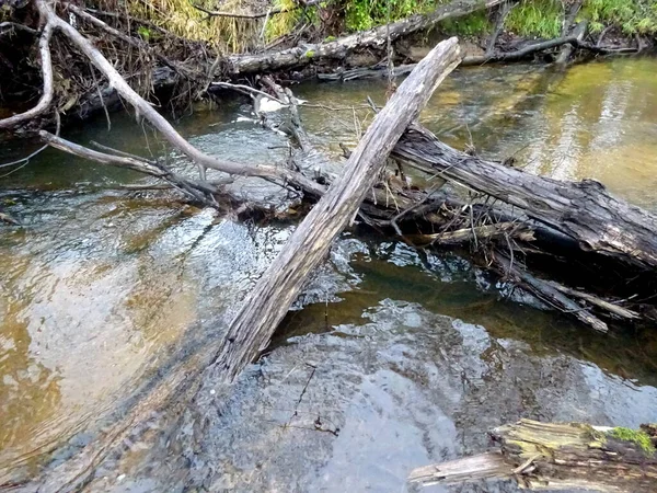 一条野生的小河 有倒下的树和大量的岩石 秋天的一条小鳟鱼河 — 图库照片