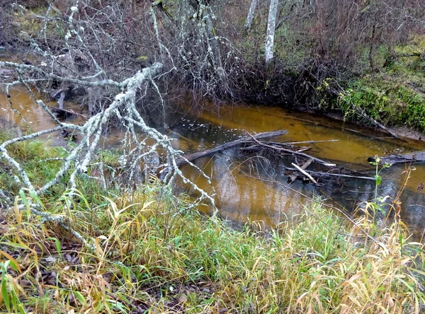 Dzika Rzeka Opadłymi Drzewami Mnóstwem Kamieni Mała Rzeka Pstrąga Jesienią — Zdjęcie stockowe
