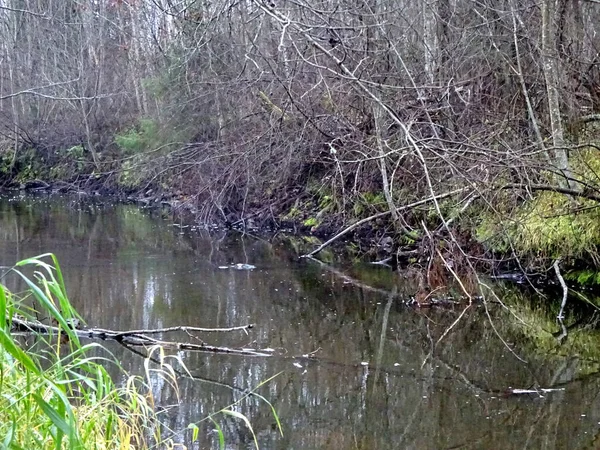 Une Petite Rivière Sauvage Avec Des Arbres Tombés Beaucoup Rochers — Photo