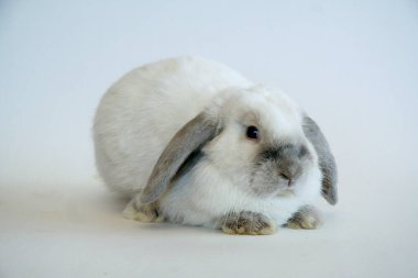 Beyaz arka planda siyah kulaklı beyaz tavşan, Tavşan Yılı