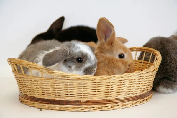 Hasır Sepetin Içinde Beyaz Arkaplanda Farklı Renklerde Tavşanlar — Stok fotoğraf