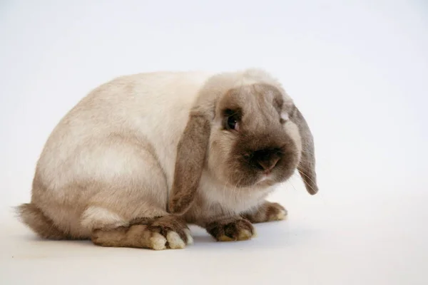 Weißes Kaninchen Mit Dunklen Ohren Auf Weißem Hintergrund Jahr Des — Stockfoto