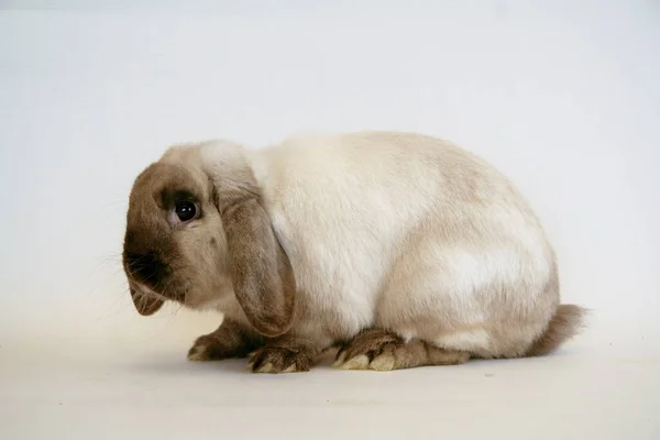 白兔子 黑色的耳朵 白色背景 兔子年 — 图库照片