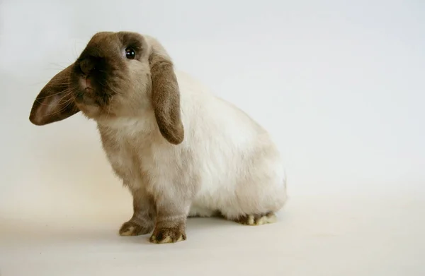 白兔子 黑色的耳朵 白色背景 兔子年 — 图库照片