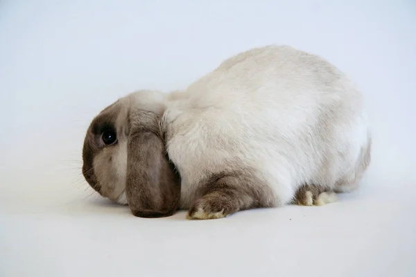 白い背景に暗い耳を持つ白いウサギ ウサギの年 — ストック写真