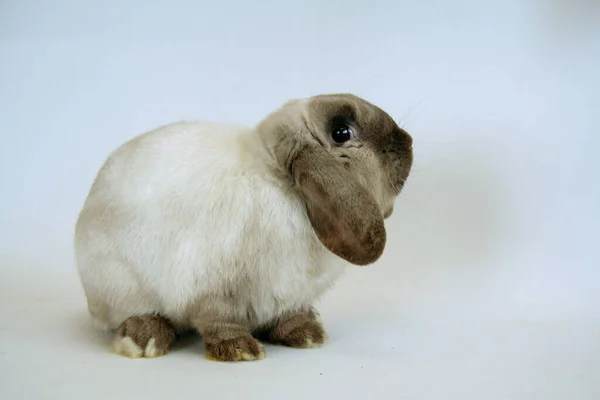 White Rabbit Dark Ears White Background Year Rabbit — Stock Photo, Image