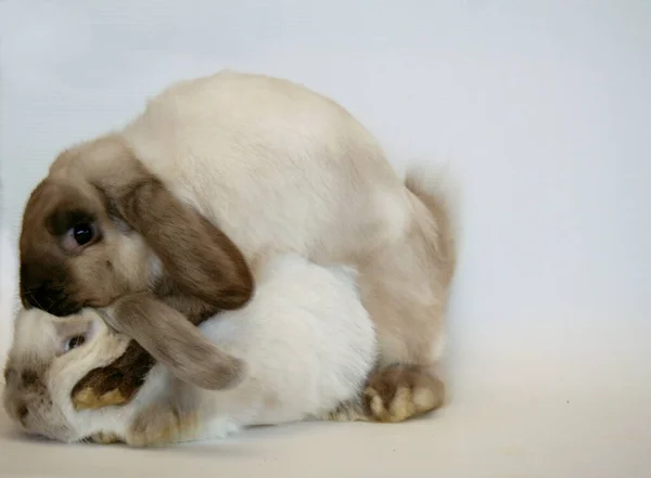 Білий Кролик Темними Вухами Білому Тлі Рік Кролика — стокове фото