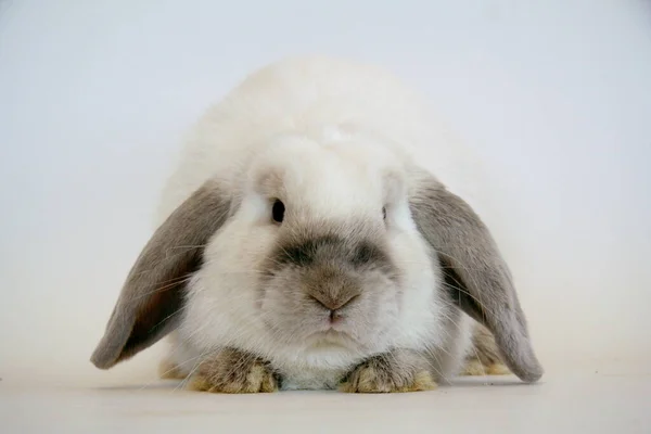 Белый Кролик Темными Ушами Белом Фоне Год Кролика — стоковое фото