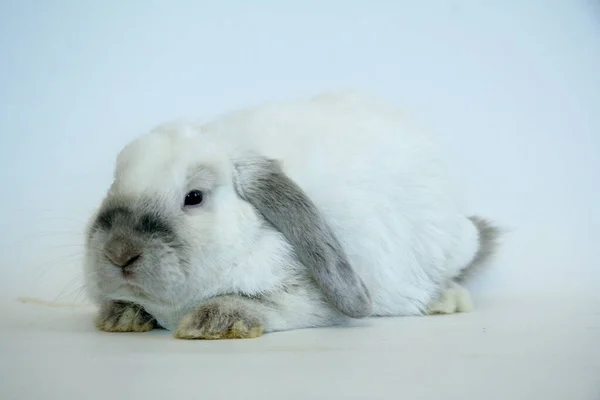Weißes Kaninchen Mit Dunklen Ohren Auf Weißem Hintergrund Jahr Des — Stockfoto