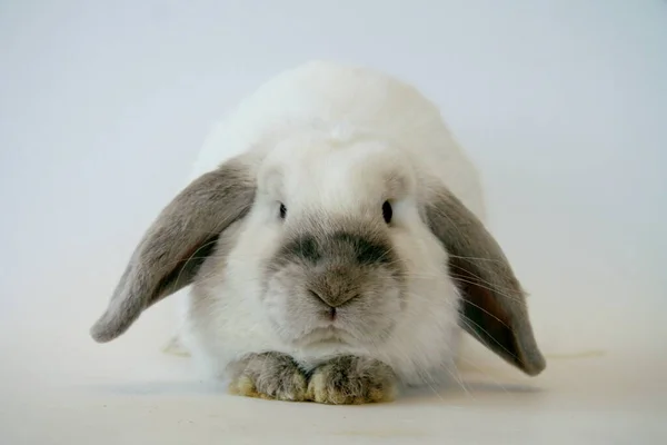 白い背景に暗い耳を持つ白いウサギ ウサギの年 — ストック写真