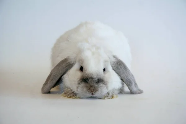 Білий Кролик Темними Вухами Білому Тлі Рік Кролика — стокове фото