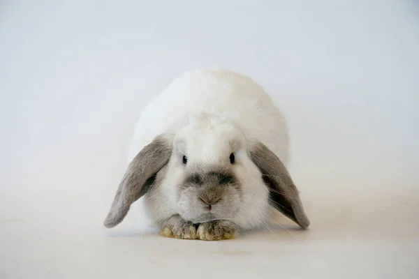 Conejo Blanco Con Orejas Oscuras Sobre Fondo Blanco Año Del —  Fotos de Stock