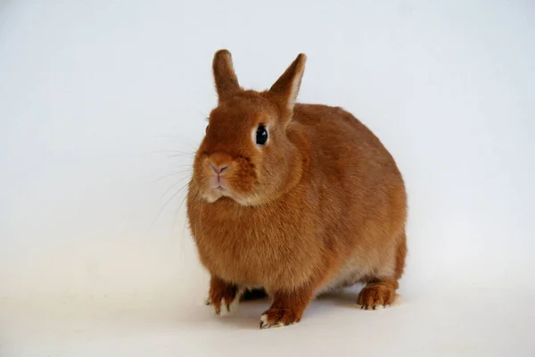 白い背景に赤いウサギ ウサギの年 — ストック写真