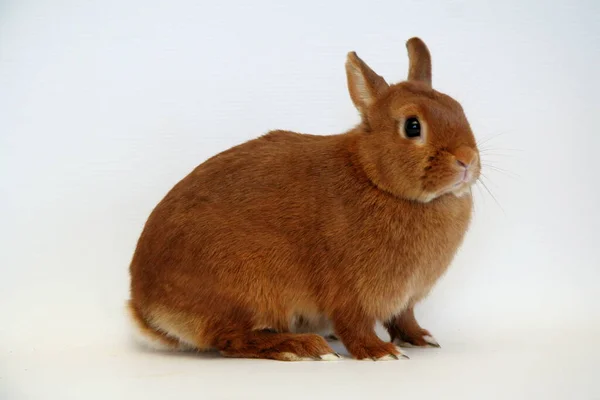 Röd Kanin Vit Bakgrund Kaninens — Stockfoto