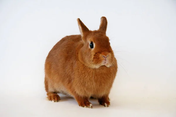 Rotes Kaninchen Auf Weißem Hintergrund Jahr Des Hasen — Stockfoto